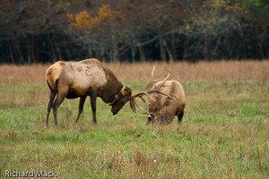 Elk, Great Smoky Mountains NP