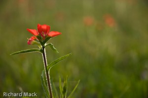Indian Paint Brush, Rookwood Ranch