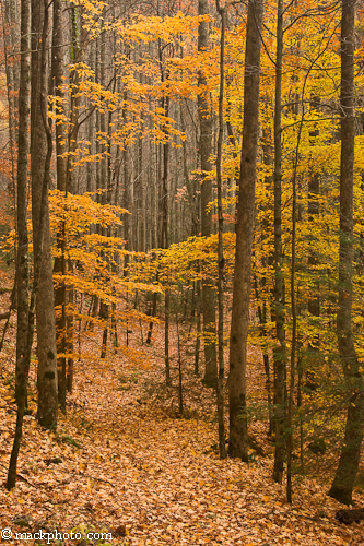 Great Smoky Mountains National Park: Thirty Years of American Landscapes