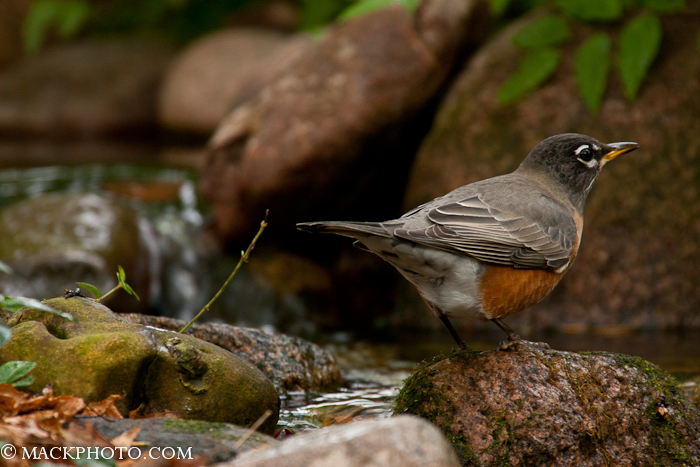 Pond 20111018-0037