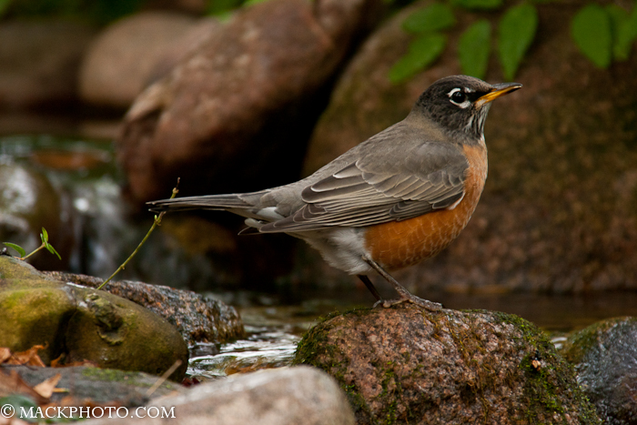 Pond 20111018-0049