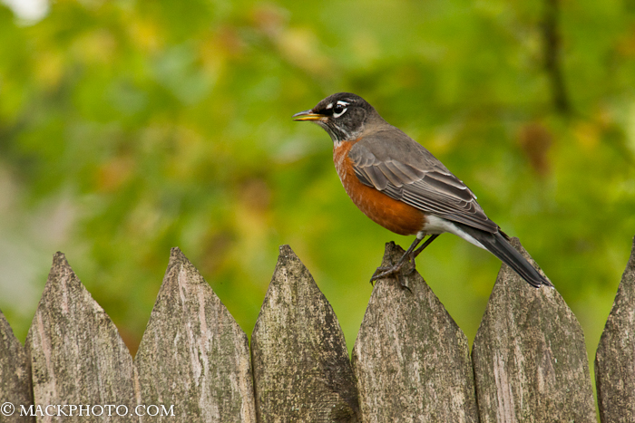 Pond 20111018-0059