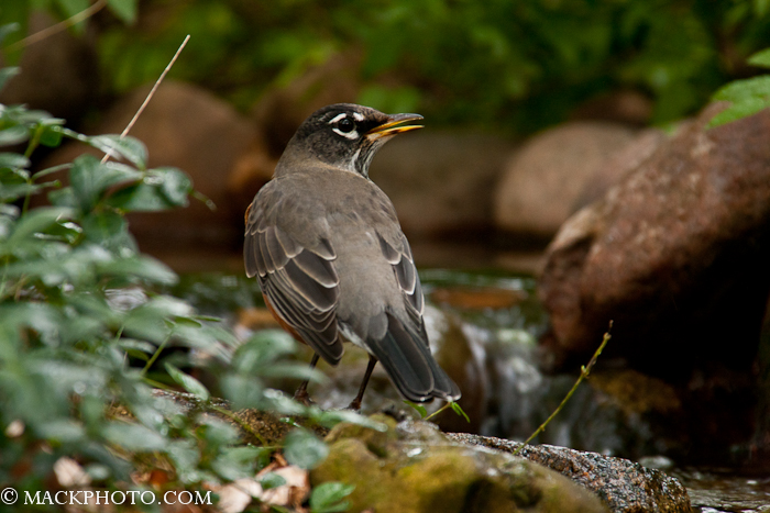 Pond 20111018-0073