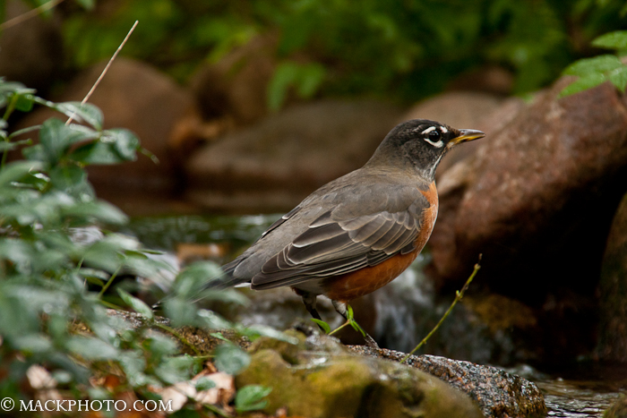 Pond 20111018-0074