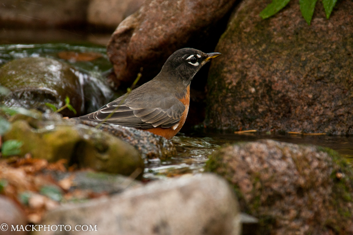 Pond 20111018-0078