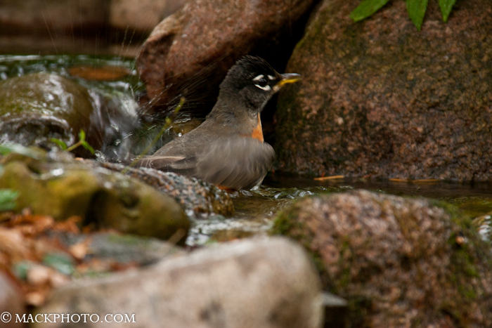 Pond 20111018-0087