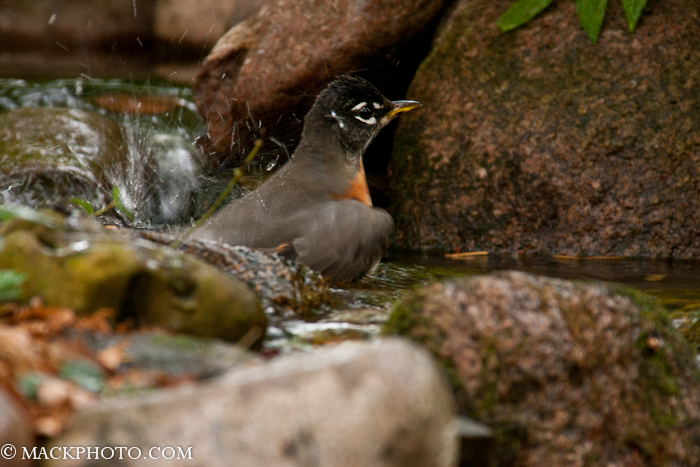 Pond 20111018-0088