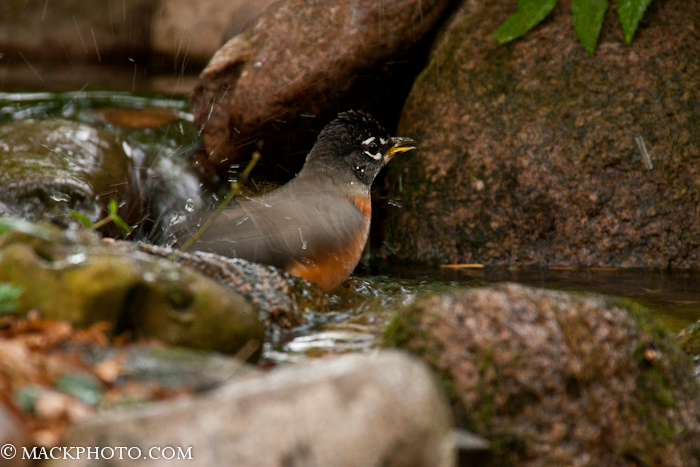 Pond 20111018-0090