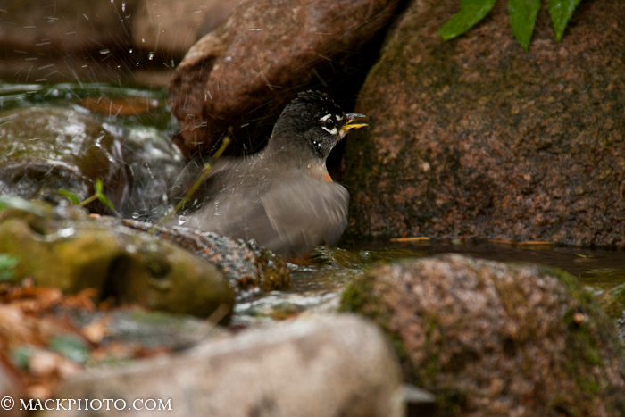 Pond 20111018-0091