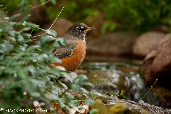 Pond 20111018-0099