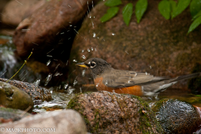 Pond 20111018-0103