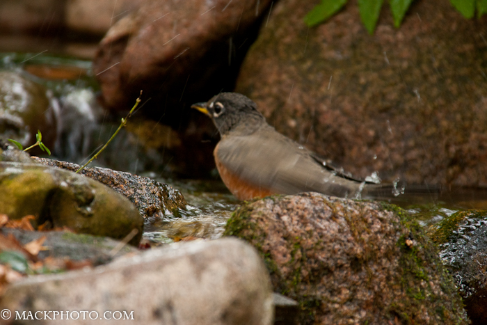 Pond 20111018-0109