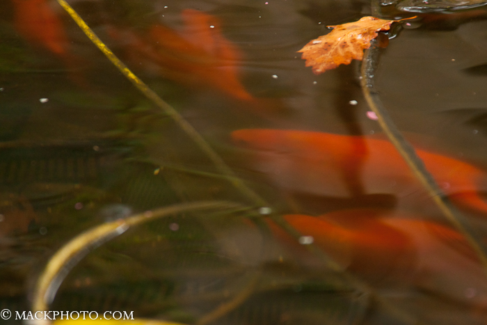 Pond 20111018-0223