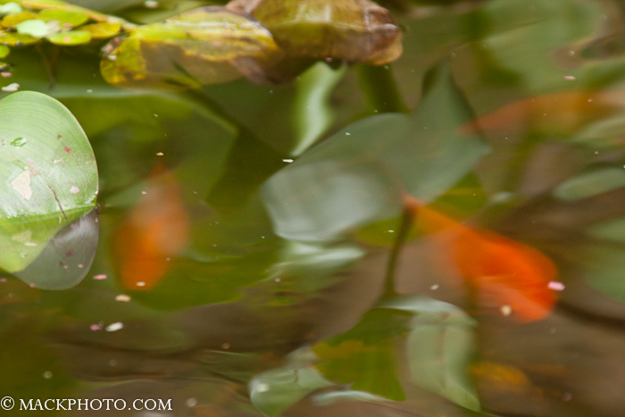 Pond 20111018-0230