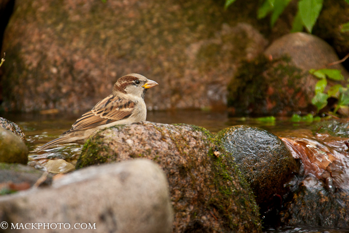 Pond 20111018-0277