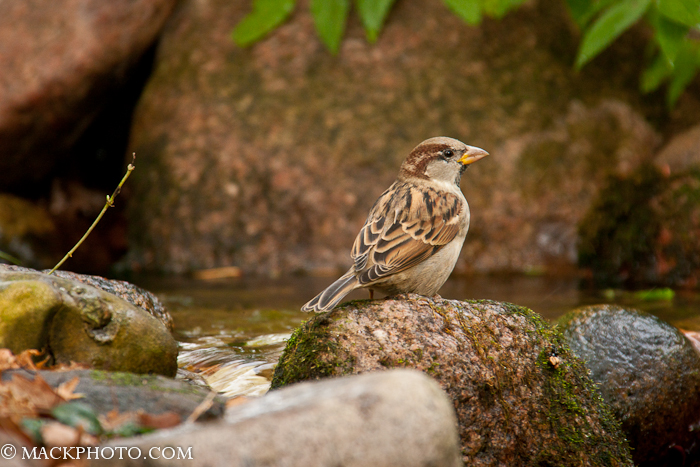 Pond 20111018-0284