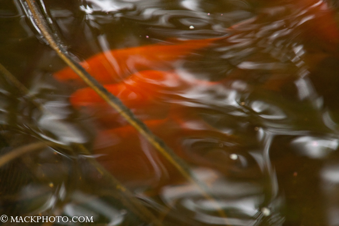 Pond 20111018-0297