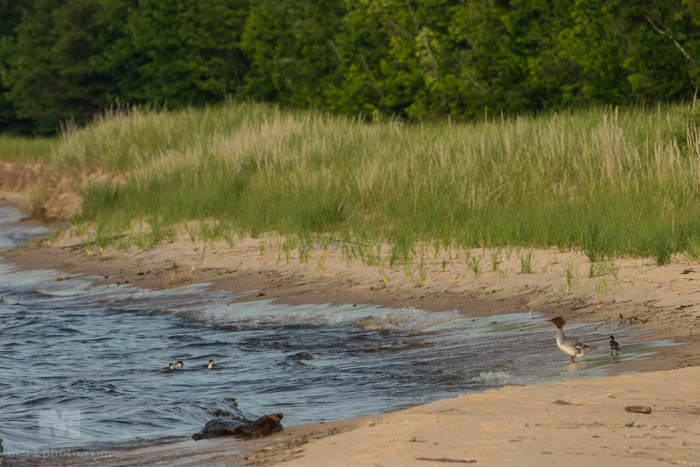 Sleeping Bear Dunes National Lakeshore, Lake Michigan